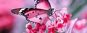 Beautiful Wallpaper of Butterfly Web Pages