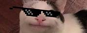 Beluga Cat Cool Glasses
