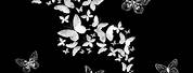 Black Butterfly Wallpaper Aesthetic Landscape