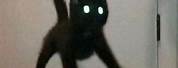 Black Cat Jumping Meme