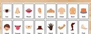 Body Parts FlashCards for Kids