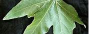 California Sycamore Single Leaf