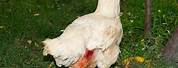 Cannibalism in Poultry