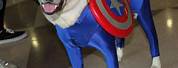 Captain America Dog Costumes