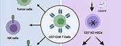 Cd7 NK Cell