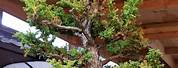 Cedar Bonsai Tree