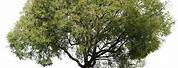 Celtis Australis Tree PNG