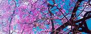 Cherry Blossom Tree iPhone Wallpaper