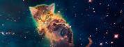 Chrome Web Store Galaxy Cat Wallpaper