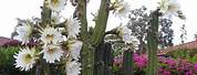 Columnar Cactus with White Flowers