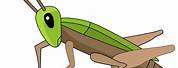 Cricket Bug PNG Clip Art