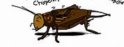 Crickets Chirping Clip Art