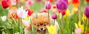 Cute Animals with Flowers Wallpapers