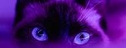 Cute Purple Cat PFP