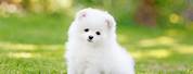 Cutest Teacup Puppy Breeds