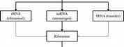 DNA/RNA Flow Chart