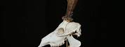 Deer Skull with Jaw Side Profile
