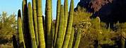 Describe Desert Plants Cactus