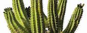 Desert Cactus Plants PNG