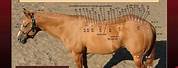 Equine Acupuncture Points Chart