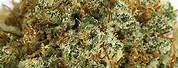 Fire OG Kush Seeds