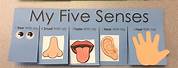 Five Senses Art and Craft for Preschool