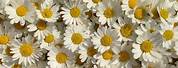 Flower Profile Pictures Aesthetic Daisy