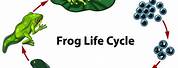 Frog Life Cycle Art