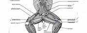 Frog Muscle Anatomy Diagram