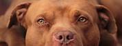 Full-Grown Red Nose Pitbull
