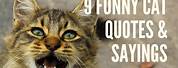 Funny Cat Quotes for Signs and Sayings