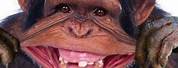 Funny Smiling Monkey Face