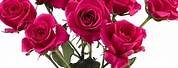 Gemstar Hot Pink Spray Roses