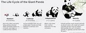 Giant Panda Life Cycle
