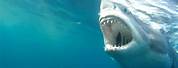 Great White Shark Teeth Bite