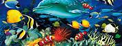 HD Wallpaper Ocean Animals