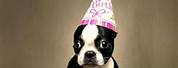 Happy Birthday Dog Images Funny