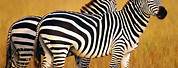 High Definition Wallpaper Zebra