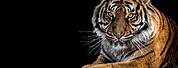 High Resolution Tiger Wallpaper