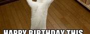 Hilarious Happy Birthday Cat Meme