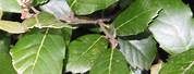Holm Oak Tree Leaf