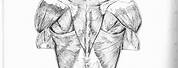 Human Back Anatomy Drawing