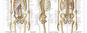 Human Skeleton Anatomy Chart
