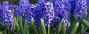 Hyacinth Flower Bulb Color