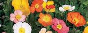 Iceland Poppy Champagne Bubbles