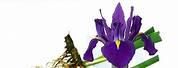 Iris Pallida Essential Oils