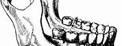 Jaw Bone Clip Art