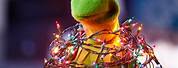 Kermit the Frog Christmas Meme