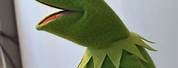 Kermit the Frog Side View
