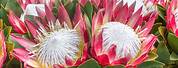King Protea National Flower